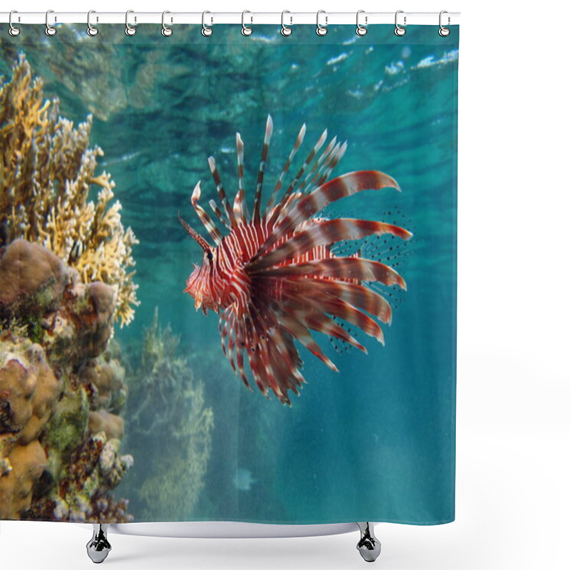 Personality  Lionfish. Fish - A Type Of Bone Fish Osteichthyes. Scorpaenidae. Lionfish Warrior. Shower Curtains