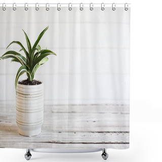 Personality  Potted White Jewel, Dracaena Deremensis, Houseplant Over A Rustic Wood Table With Free Space For Text. Shower Curtains
