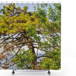 Personality  Europe, Italy, Cinque Terre, Corniglia, LOW ANGLE VIEW OF TREES IN FOREST AGAINST SKY Shower Curtains