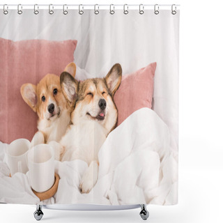 Personality  Cute Pembroke Welsh Corgi Dogs Lying In Bed With White Cups At Home Shower Curtains