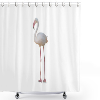 Personality  Poultry. Egret Isolated On A White Background Shower Curtains