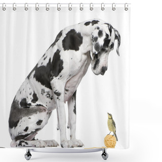Personality  Great Dane Harlequin Sitting In Front Of White Background Looking At A Blue Tit Bird Shower Curtains