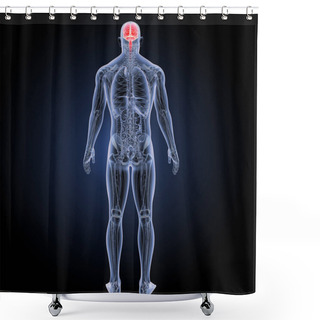 Personality  Human Brain Posterior View  Shower Curtains
