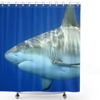 Personality  Grey Reef Shark, Carcharhinus Amblyrhynchos Shower Curtains