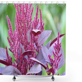 Personality  In The Summer, Amaranth Blooms In The Garden Shower Curtains