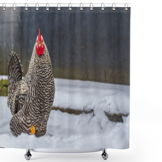 Personality  Colorful Bossy Rooster In Snow, Wintertime. Color Cock Shower Curtains
