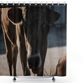 Personality  Close Up View Of Domestic Calf Standing In Stall At Farm  Shower Curtains