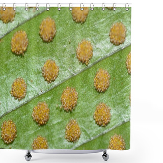 Personality  Fern Sori Shower Curtains