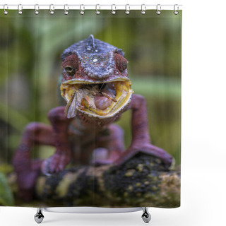 Personality  Panther Chameleon - Furcifer Pardalis Hunting Insects In Rain Forest, Madagascar Shower Curtains