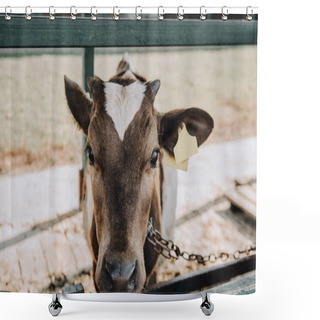 Personality  Portrait Of Adorable Little Calf Standing In Barn At Farm  Shower Curtains