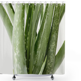 Personality  Closeup View Of Aloe Vera Leaves With Water Drops Isolated On White Background  Shower Curtains