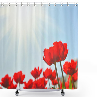 Personality  Red Tulips Under Sun Shower Curtains