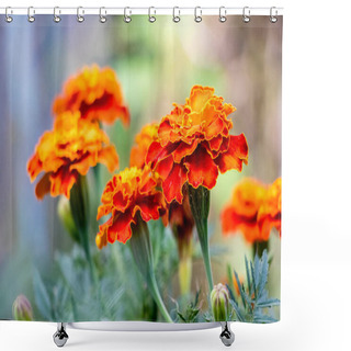 Personality  Marigold Close-up In The Garden Shower Curtains