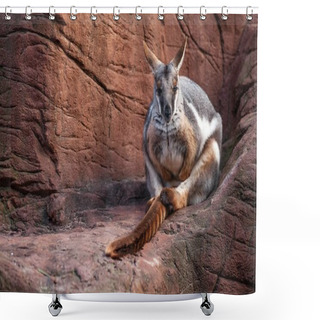 Personality  Landscape Shot Of A Kangaroo Resting On A Huge Boulder Shower Curtains