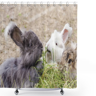 Personality  Angora Rabbits Eating A Grass Shower Curtains