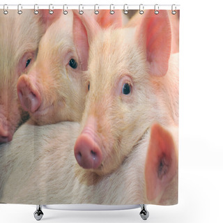Personality  Pigs Shower Curtains