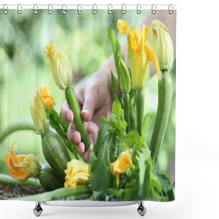 Personality  Hand Picking Zucchini Flowers In Vegetable Garden, Close Up Shower Curtains