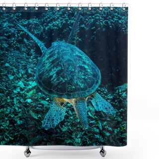 Personality  Underwater View Of Turtle In Komodo National Park Shower Curtains