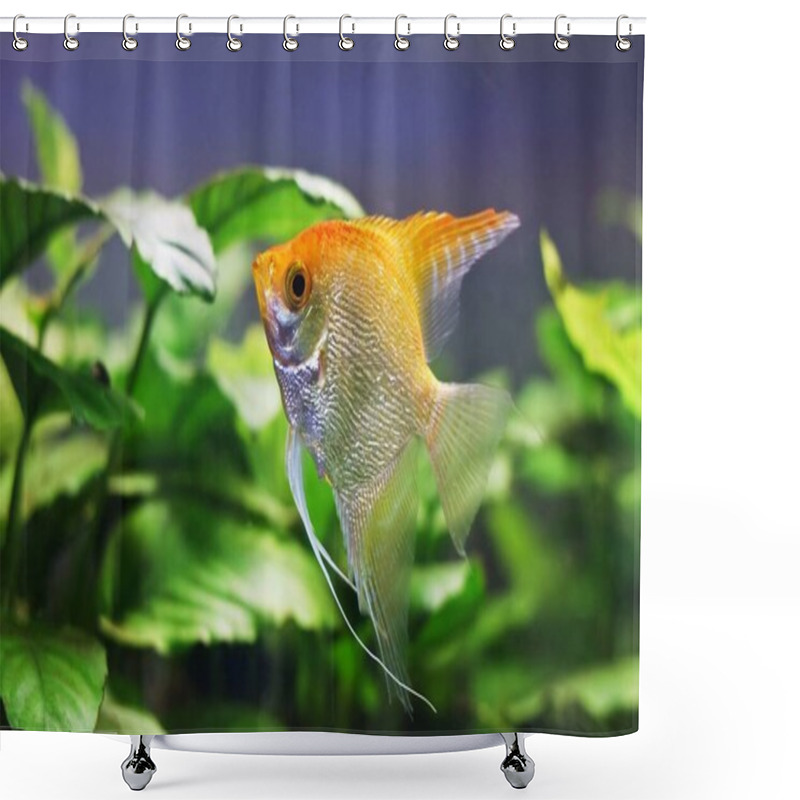 Personality  Young, Curious Adult Female Angelfish, Unusual Artificial White And Orange Coloration Of Aqua Trade Breed, Popular Ornamental Fish From South America Blackwater Shower Curtains