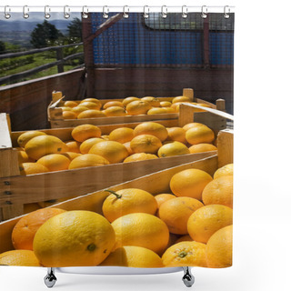 Personality  Oranges In Wooden Boxes Shower Curtains