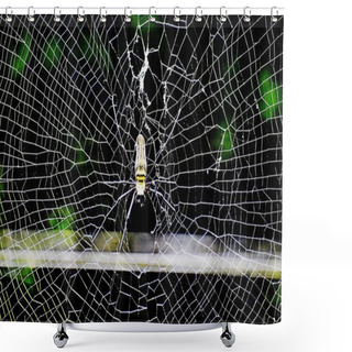 Personality  Spider Insect And Web Shower Curtains