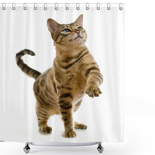 Personality  Young Bengal Cat Or Kitten Clawing At The Air While Looking Upwards Towards Some Food Shower Curtains