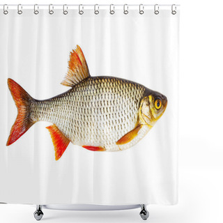 Personality  Fresh Raw Fish Rudd Isolated On White Background With Clipping Path Shower Curtains