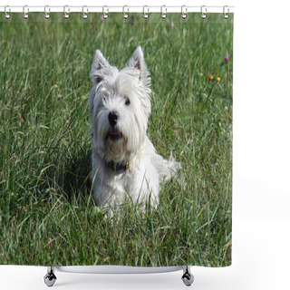 Personality  West Highland White Terrier Dog Breed, Lies On The Green Grass In The Evening On The Nature, Small Black Eyes Looking Away, White Hair, Cute Animal, Shower Curtains