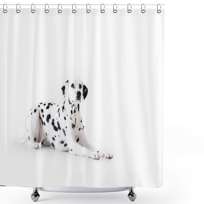 Personality  One Cute Dalmatian Dog Lying Isolated On White Shower Curtains