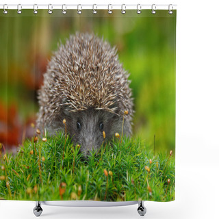 Personality  West European Hedgehog Shower Curtains