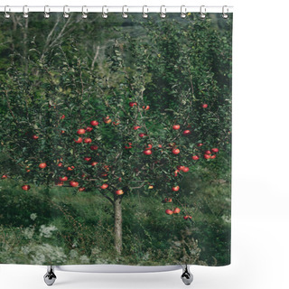 Personality  Apple Tree With Organic Red Apples On Branches In Orchard Shower Curtains