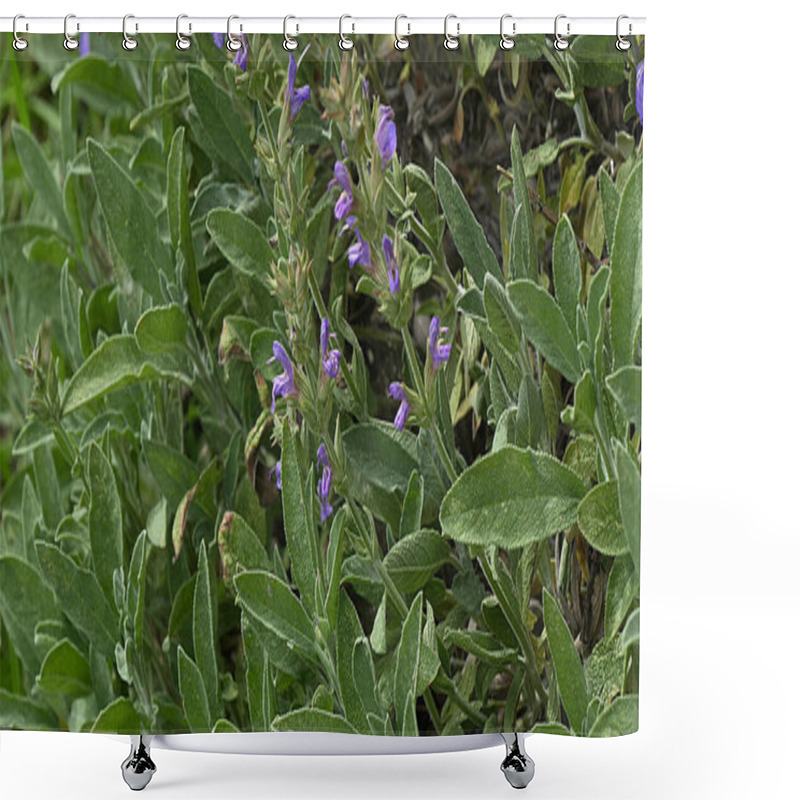 Personality  Kitchen sage, salvia officinalis shower curtains