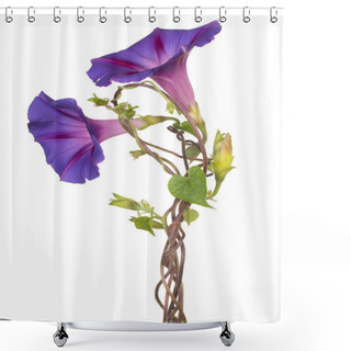 Personality  Studio Shot Of Blue Colored Morning Glory Flowers Isolated On White Background. Large Depth Of Field (DOF). Macro. Close-up. Shower Curtains
