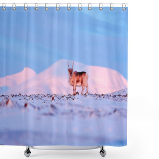 Personality  Winter Landscape With Reindeer. Wild Reindeer, Rangifer Tarandus, With Massive Antlers In Snow, Svalbard, Norway. Wildlife Scene From Nature, Winter Pink Blue Sunset. Shower Curtains