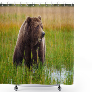 Personality  Coastal Brown Bear, Also Known As Grizzly Bear (Ursus Arctos). South Central Alaska. United States Of America (USA). Shower Curtains