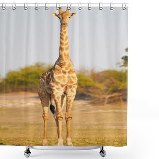 Personality  African Giraffes Shower Curtains