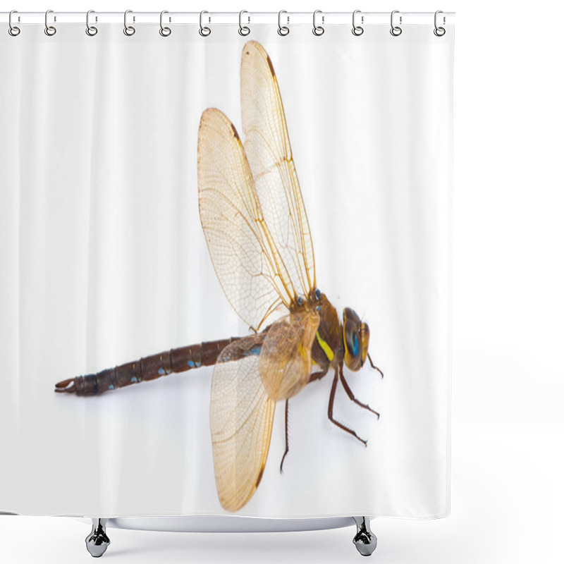 Personality  Aeshna cyanea. Southern Hawker dragonfly (Blue Darner) on white shower curtains