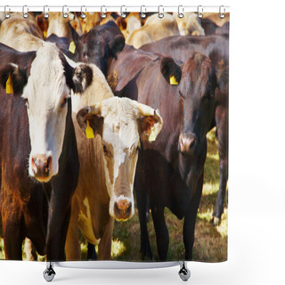 Personality  Herd Of Cows Shower Curtains