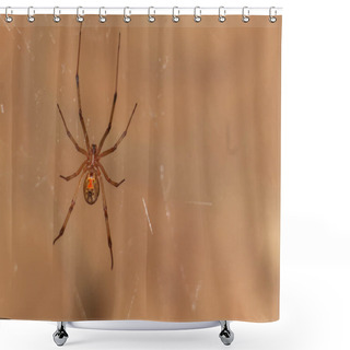 Personality  A Closeup Shot Of A Brown Widow Spider Shower Curtains