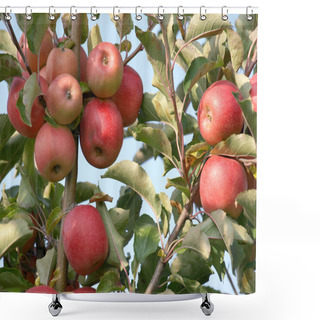 Personality  Apple Orchard With Red Ripe Apples On The Trees Shower Curtains