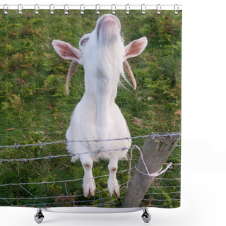 Personality  White Irish Goat Standing On Fence Shower Curtains