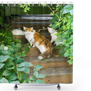 Personality  Cats On The Steps Shower Curtains