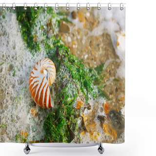 Personality  British Summer Beach With Nautilus Pompilius Sea Shell Shower Curtains