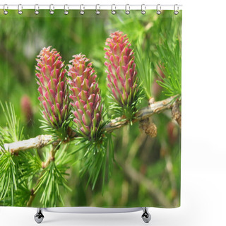 Personality  European Larch Shower Curtains