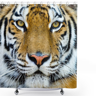 Personality  Beautiful Tiger Cub Closeup Look Formidable Shower Curtains