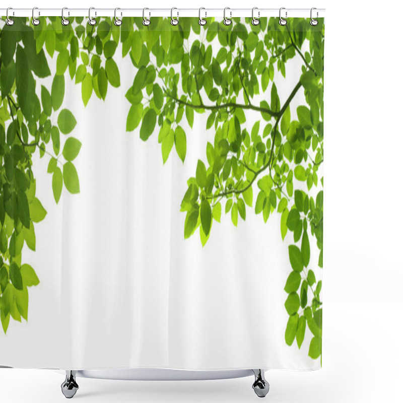 Personality  Panoramic Green Leaves On White Background Shower Curtains