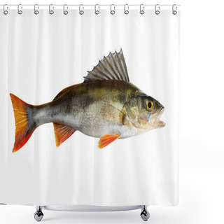Personality  Perch, Whole Fish, Isolated On White Shower Curtains