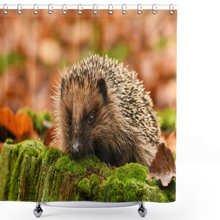 Personality  Hedgehog In Autumn Forest Shower Curtains