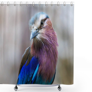 Personality  Close Up Portrait Of A Lilac-breasted Roller (Coracias Caudatus) At Habitat Shower Curtains