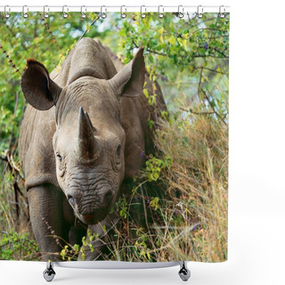 Personality  A White Rhino Portrait Shower Curtains